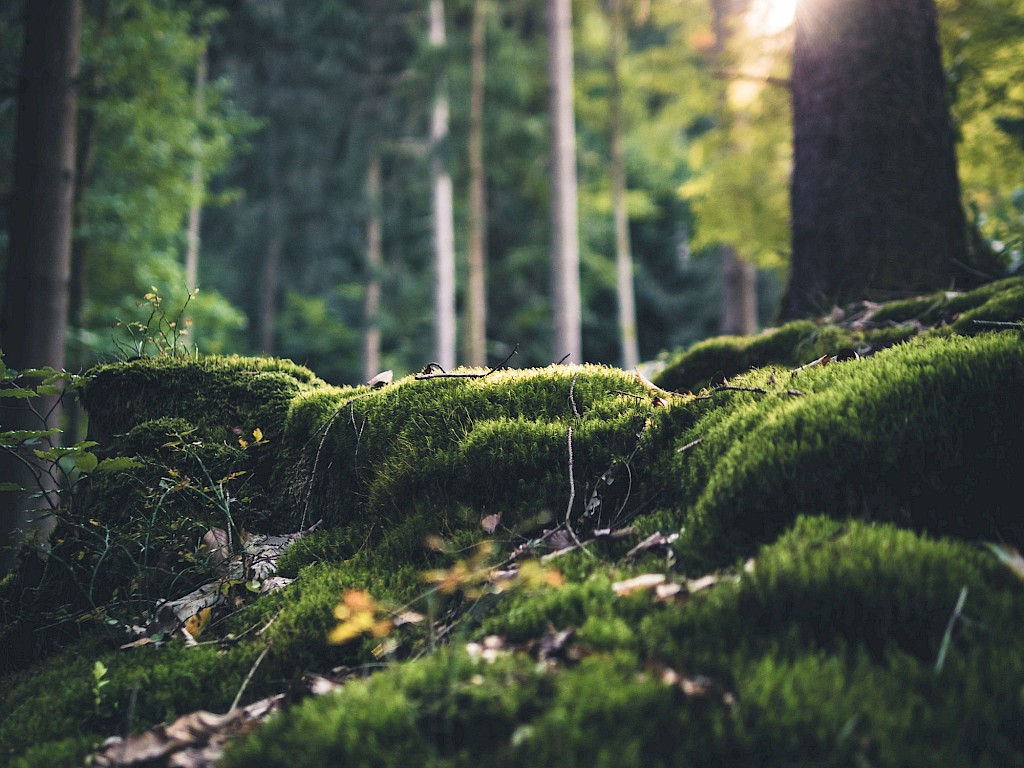 ESG